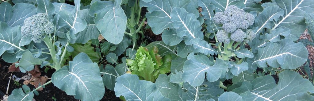 Gardening By The Moon August 2019
