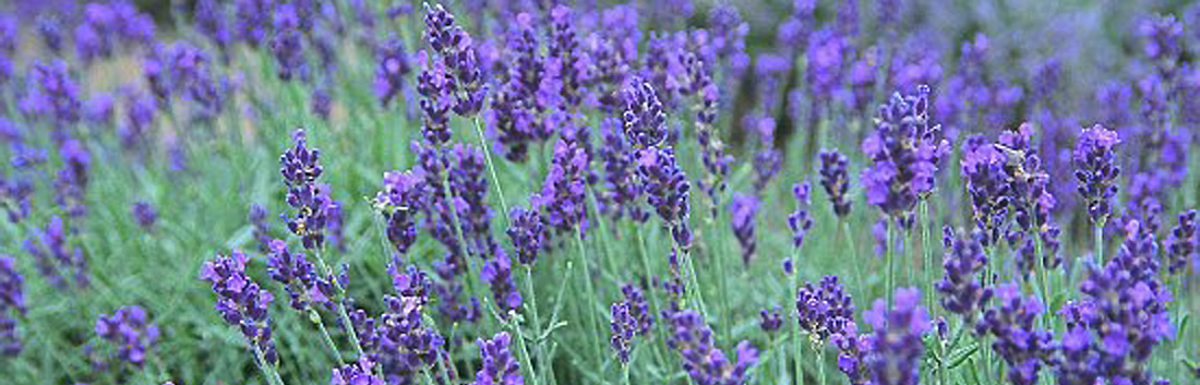 Medicinal Herbs And The Moon Gardening By The Moon - 