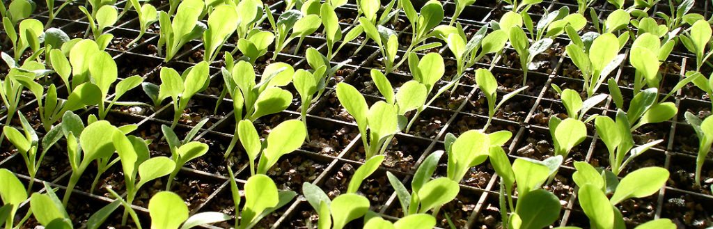 when to plant vegetables and flowers how to calculate using a