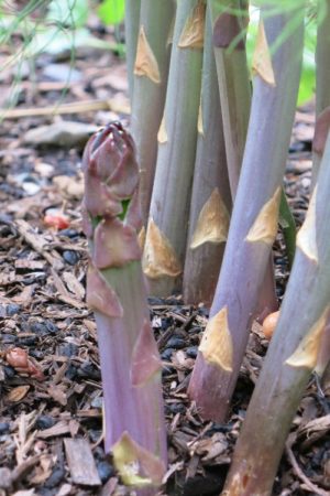 asparagus